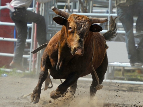 「我要活下去」待宰牛發狂 屠夫反遭牠拖行致死