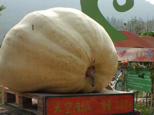 太空南瓜最重288斤，太空育種就為讓果實更大？到底是福是禍？