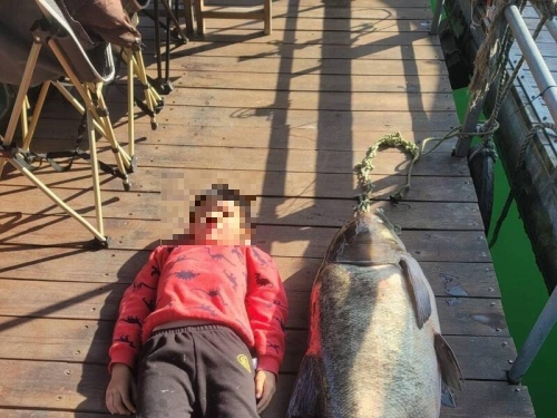 日月潭又見「鰱魚王」！身型直逼小一男童