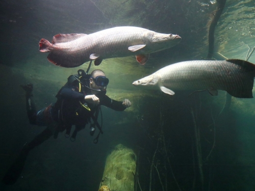 亞馬遜「活化石」為何不怕食人魚？原來關鍵在最強鱗片