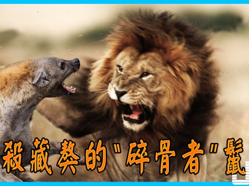 秒殺藏獒的“碎骨者”鬣狗，單隻獅子碰到也只能離遠點！