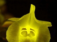 驚！　日本將展出會「發光」的鮮花？