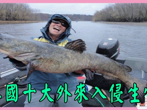 美國十大外來入侵生物，一個比一個難處理！
