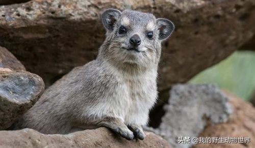 非洲一小動物，千年前和大象是一家，靠日光浴維持體溫