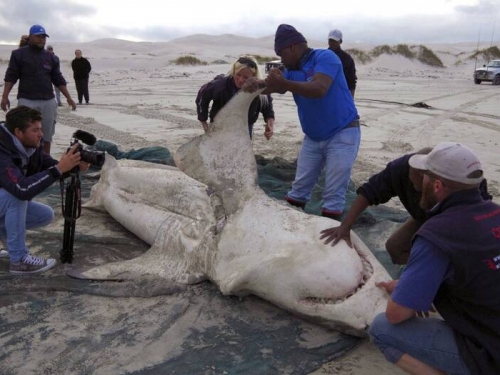 開膛手虎鯨大啖內臟 南非大白鯊怕爆全員逃走