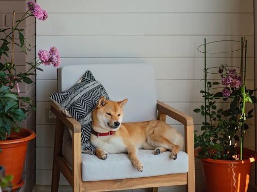 柴柴受困椅子下不來 小主人秒跪地行大禮 結局超溫馨