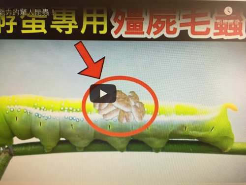 12個擁有超能力的驚人昆蟲