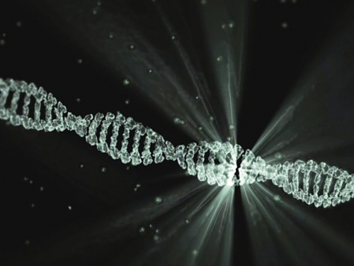 DNA 雙股維持結合狀態，疏水性才是背後關鍵力量