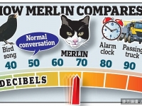 比洗碗機還吵！貓咪「梅林」咕嚕聲破金氏世界紀錄