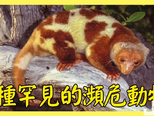 5種罕見的瀕危動物，第4種為中國僅有，長相特殊