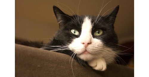 她每天向貓抱怨老闆 喵星人第一次見面就認出「哈氣撲打」