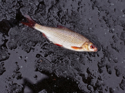 伊朗下「魚雨」 墜地彈跳畫面曝 專家揭原因