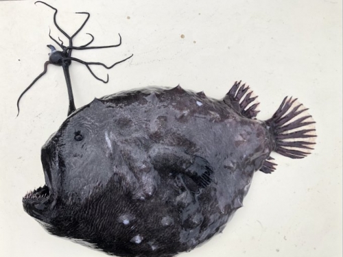 加州海灘驚現深海怪魚 頭上長詭異觸角科學家嚇壞