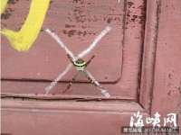 福建驚現「4腳怪蛛」！　「X型網」在寺廟門上打叉叉