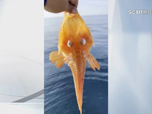 「龍頭蝦身」罕見怪魚！漁民台東大武外海捕獲 引民眾圍觀拍照紀念