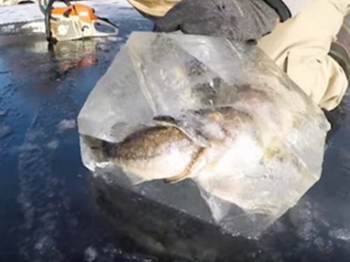 罕見奇景！狗魚咬鱸魚 雙雙被冰封
