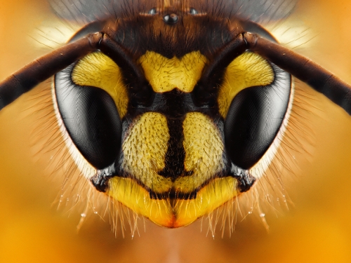 亞馬遜新物種「外星黃蜂」 注入蟲卵活活吃死宿主