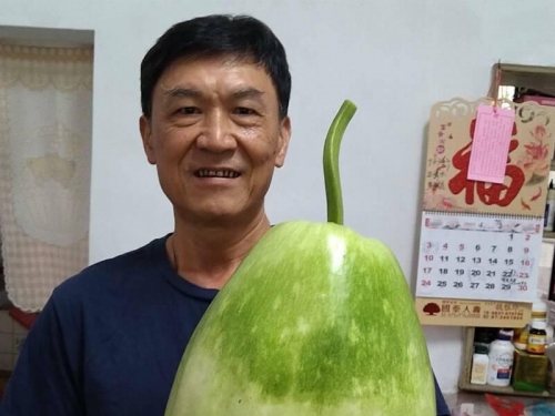 超巨！瓠瓜霸氣種到比西瓜大 最小也有25台斤