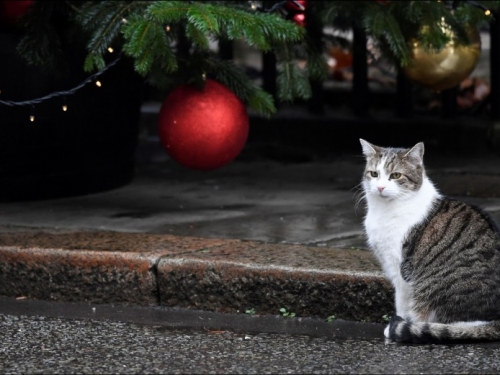 Cats to be put on leashes to protect wildlife? EU says No 給貓咪繫上繩子保護野生動物？歐盟說不