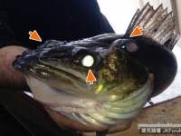 加拿大尼皮辛湖釣到的三眼怪魚