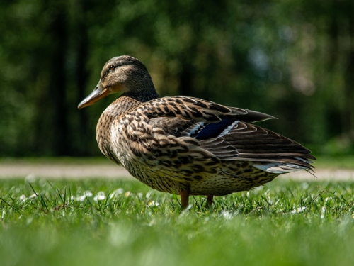 鴨子游泳被魚嚇到狂逃 飼主苦找20分鐘 回家見傻眼一幕