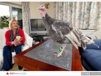 火雞比人還好命 塗指甲油擦睫毛膏