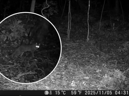 睽違31年！石虎現蹤阿里山1752公尺處畫面曝