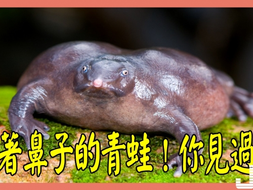 長著鼻子 的青蛙見過嗎？它就是印度紫蛙！生活在4米深地下1.3億年