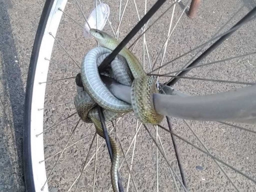 腳踏車出現「天然鎖頭」 網一看驚呆：是保育類動物