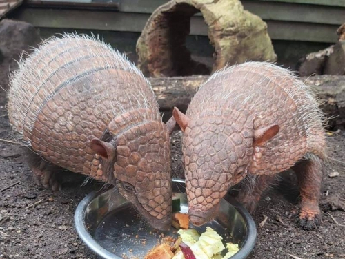 笑翻！耶誕假期吃太胖 英動物園犰狳雙胞胎須減肥