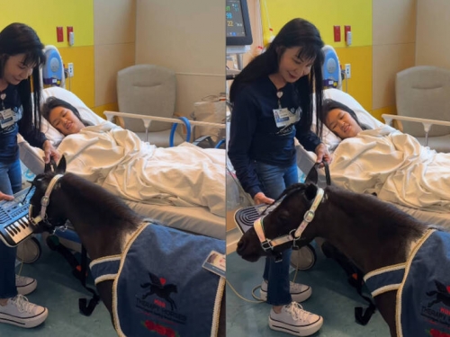 迷你馬病床旁「彈鋼琴」爆紅！吸上百萬人朝聖：吵到連植物人都醒來