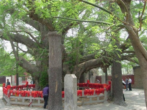 地球最大銀杏樹，距今4000年歷史8人才能合圍，堪稱生物界活化石