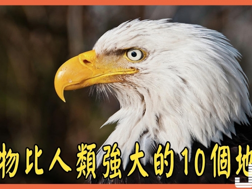 動物比人類強大的10個地方！