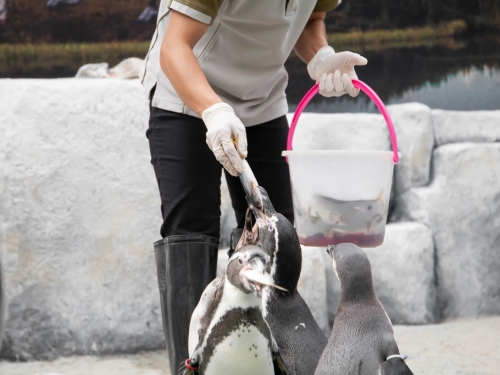 竹筴魚太貴改換低價鯖魚 企鵝不爽扭頭拒吃：拿走