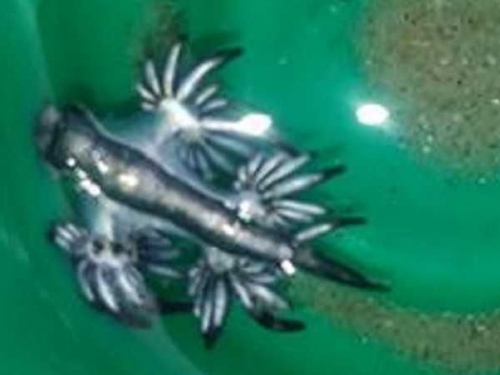 7歲男孩發現「藍龍」！海神海蛞蝓現蹤 外形有宛如外星生物