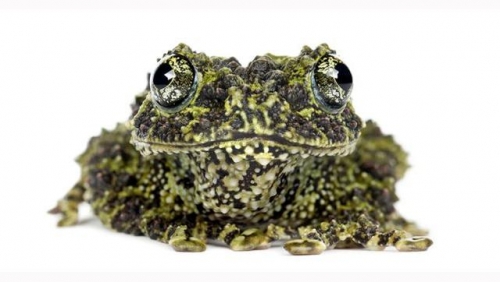 家中池塘竟有變種青蛙？生物專家表示即將有「浩劫」發生！