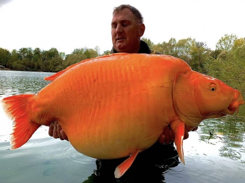 他意外釣到逾30公斤「巨無霸金魚」 有望破金氏紀錄！