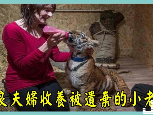 善良夫婦收養被遺棄的小老虎，多年後老虎變成了這個樣子