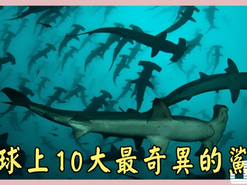 地球上10大最奇異的鯊魚，格陵蘭鯊吞食北極熊，第十個已經滅絶
