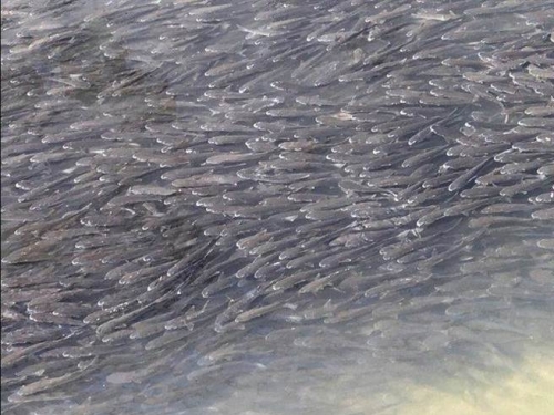 地震的前兆？他驚見魚群大遷徙嚇瘋