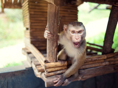 史詩級街頭鬥毆！男偷襲失敗 慘遭潑猴「過肩摔」修理