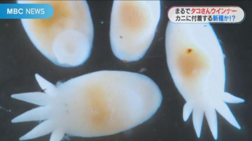日本超萌新物種 寄身螃蟹的「章魚小香腸」