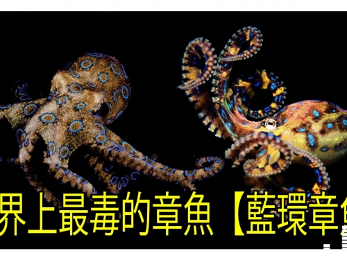 世界上最毒的章魚，藍環章魚全身毒液可殺死26個成年人