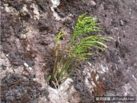 從岩縫中擠出來　3億年前活化石「松葉蕨」現寧波