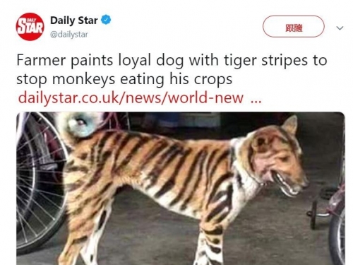 誇張！為驅趕猴子 農民把土狗染成老虎