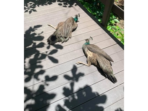 以為熱暈！鳥園驚見2孔雀軟癱地　她曝實情網友淚秒乾