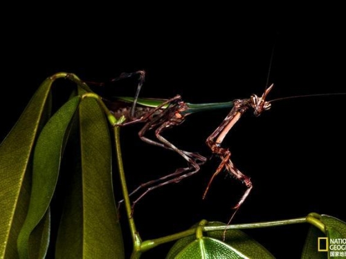 巴西雨林驚現新款「獨角螳螂」