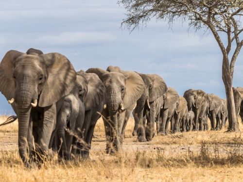 「晚餐吃啥好？」 科學家發現大象這一點跟人類很像