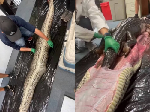 5.5公尺巨蟒腹部異常鼓起 解剖驚見「整隻鱷魚」遭吞下肚