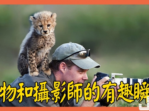 自然界10個動物和攝影師互動的有趣瞬間！